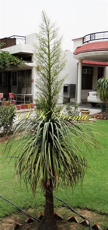  Plant with Inflorescence